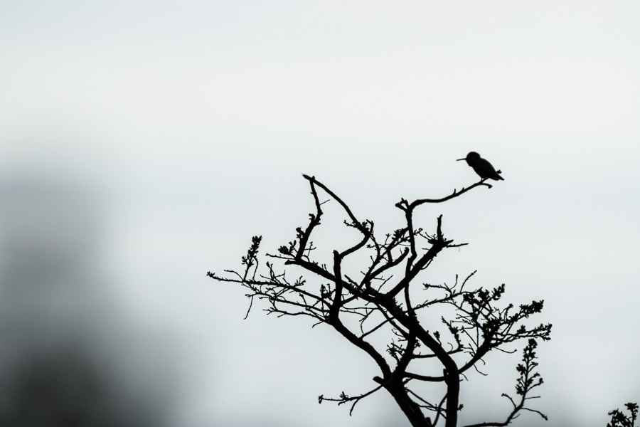 humming bird, bird, animal, silhouette