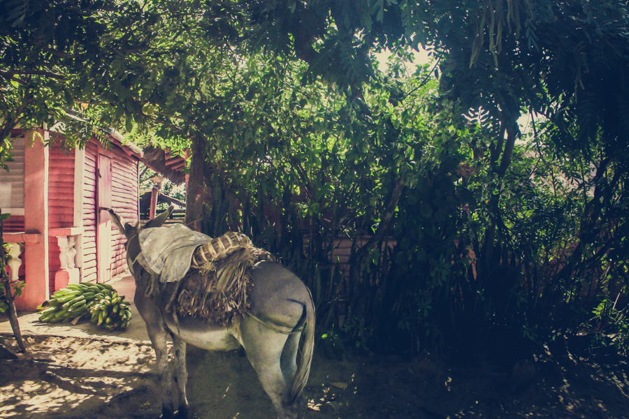 Dominican Republic, donkey, pink house, hidden, mystery, exotic, el campo, https://wetravelandblog.com