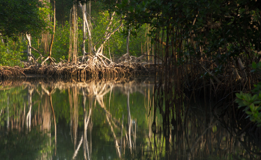 Into the Mangrove Mystery