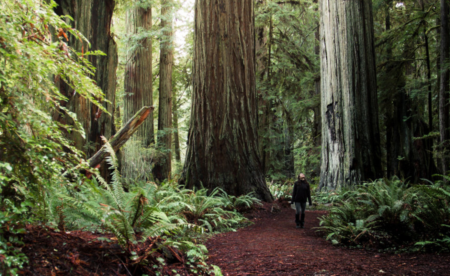 Redwoods, sequoia, giant trees, get lost, forest, girl, traveler, alone, nature, landscape, https://wetravelandblog.com