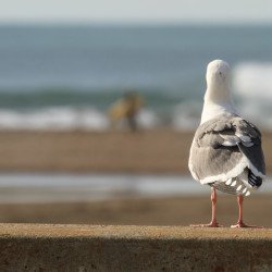 seagull, bird, animal, gazing