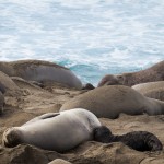 elephant seal, elephant seals, motherhood, california, coast, ocean, beach, sea, momma, baby, baby seal, breast feeding.