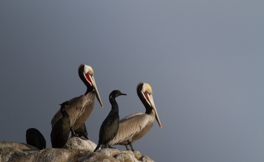 pelicans, animals, birds, wildlife