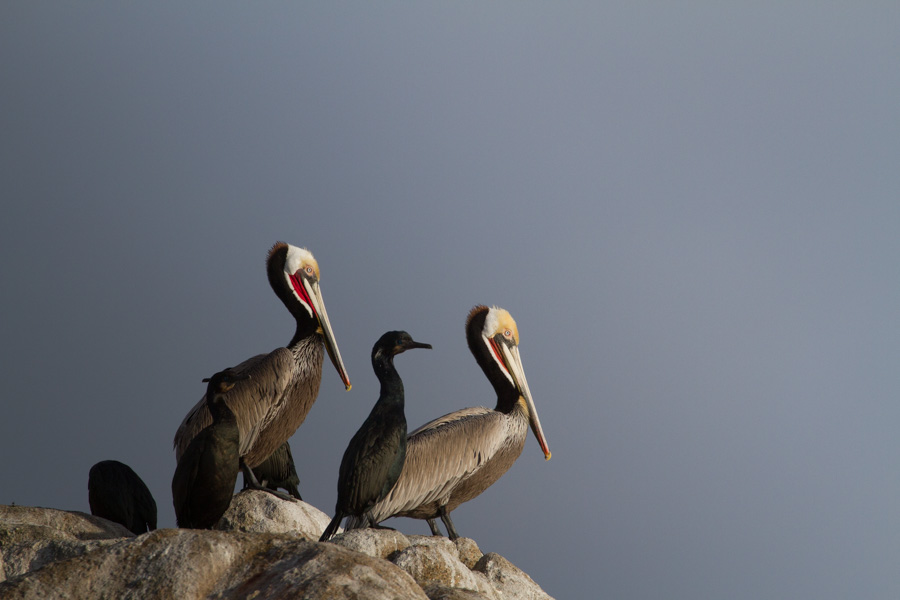 pelicans, animals, birds, wildlife