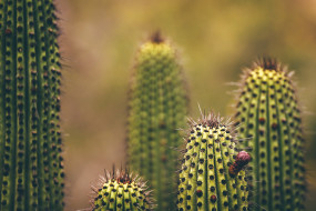 cactus, baja, baja california, http://wetraveladnblog.com